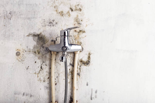 Best Mold Testing and Inspection Services in Bent, NE