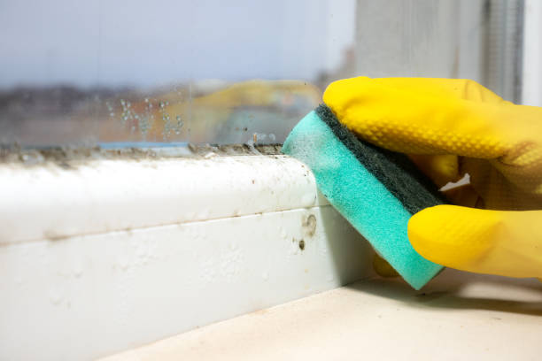 Best Mold Remediation for Specific Building Types in Bent, NE