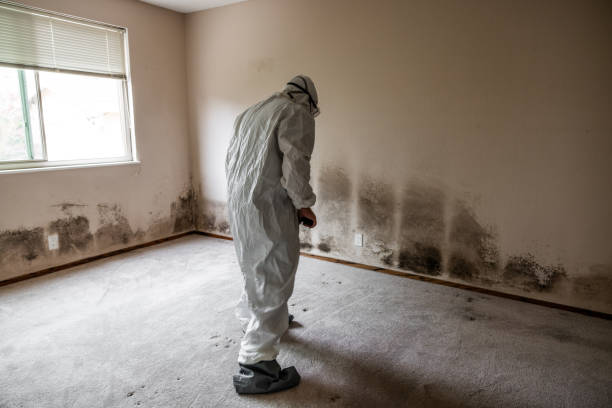 Best Insurance-Related Mold Remediation in Bent, NE