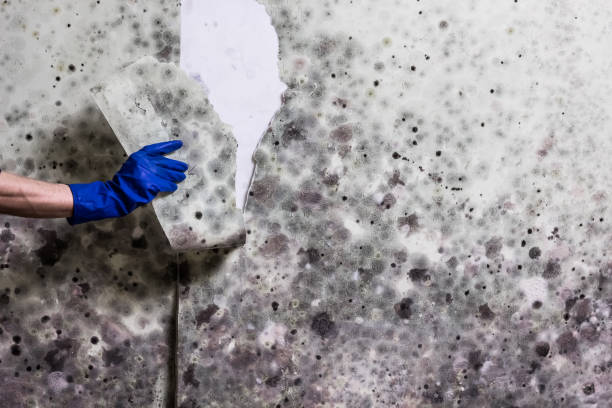 Best Mold Remediation for Schools in Bent, NE