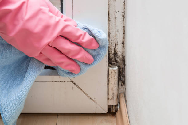 Best Bathroom Mold Remediation in Bent, NE